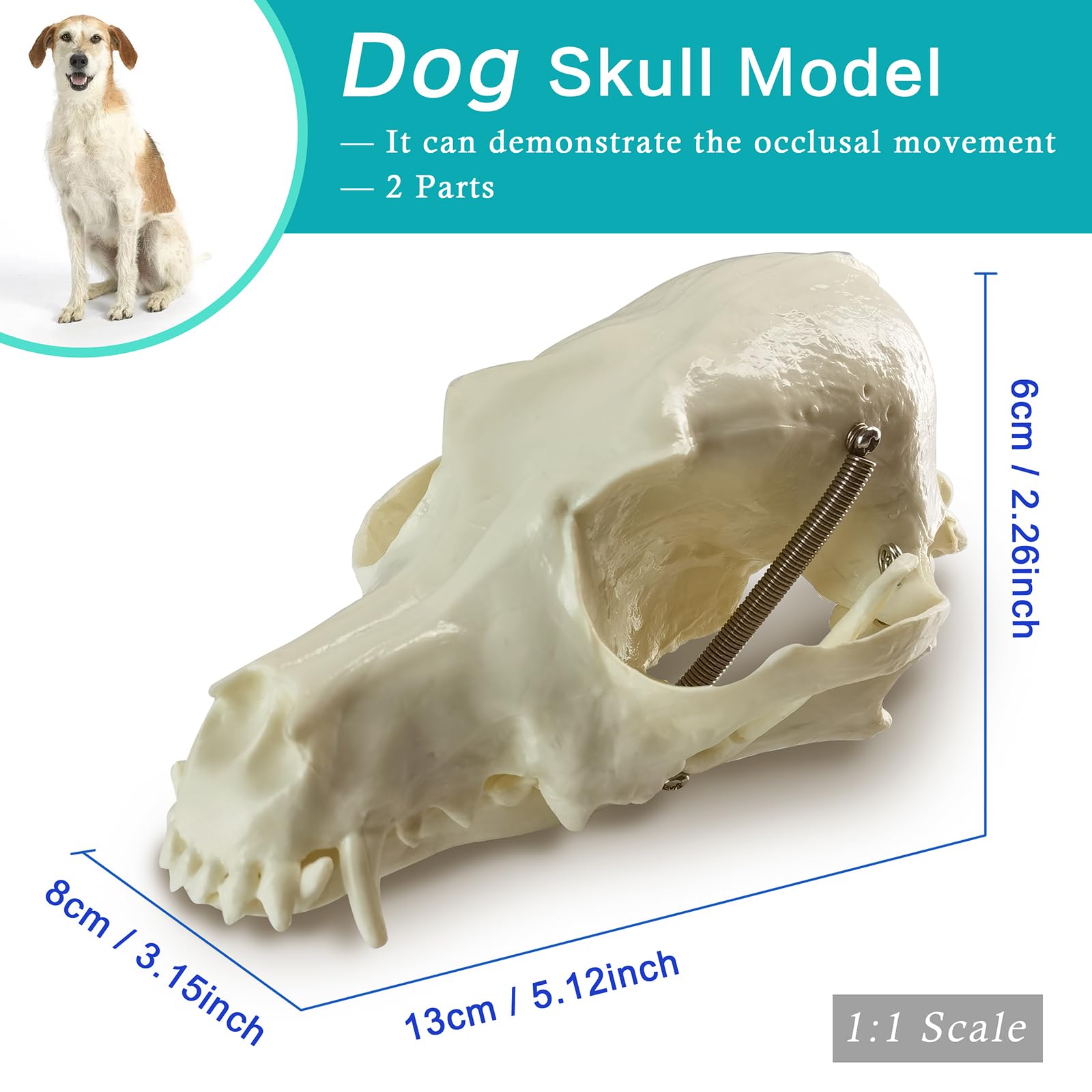 Amazon.com: MediTrainer Dog & Cat & Rabbit Skulls - 3 Animal Skull